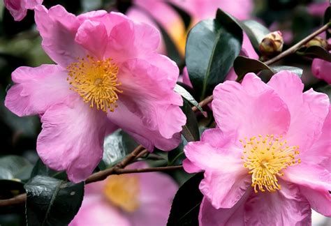 Autumn's Blooming Camellias: Nurturing the Spirit of Witchcraft